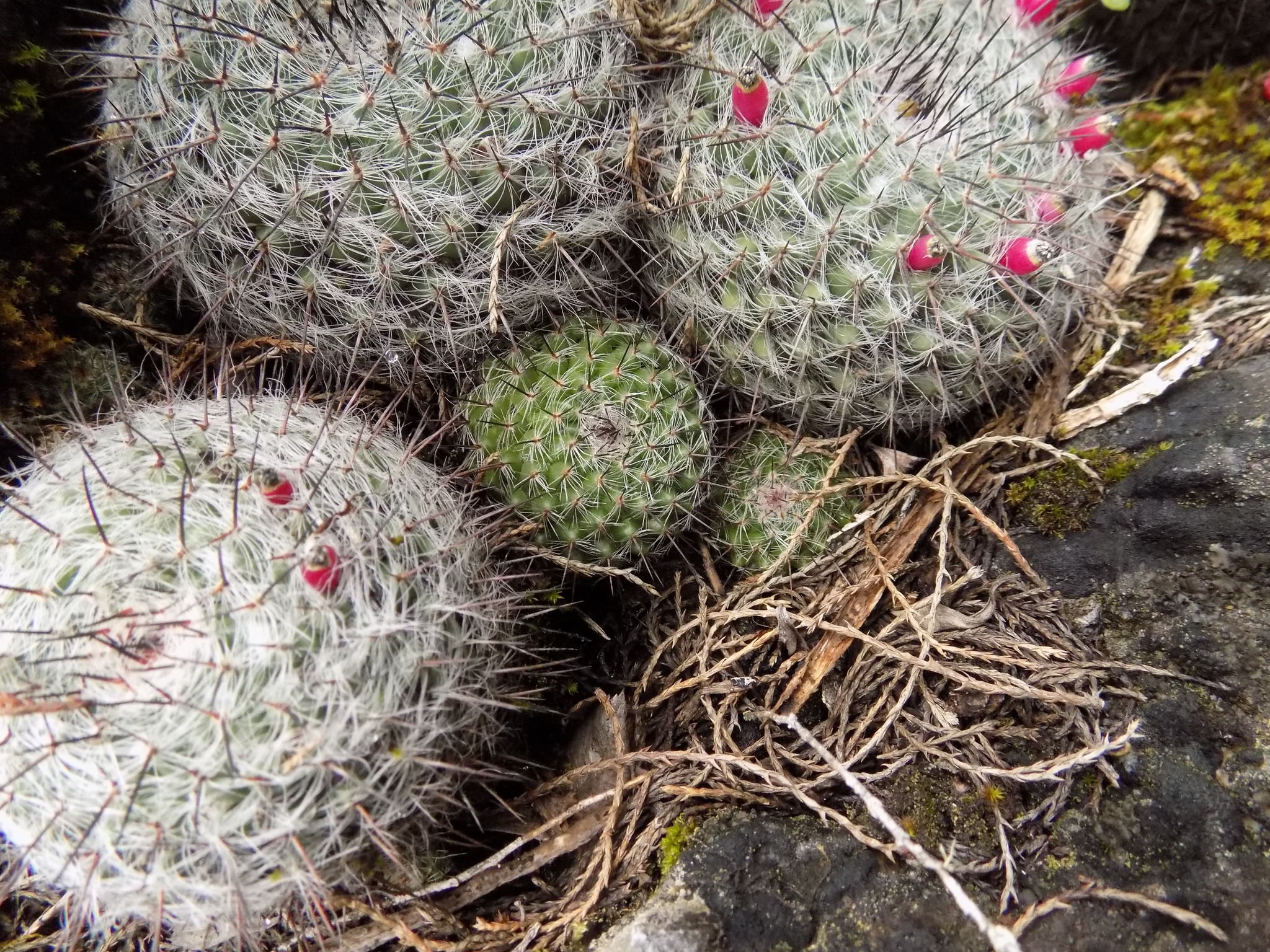 Mammillaria hahniana